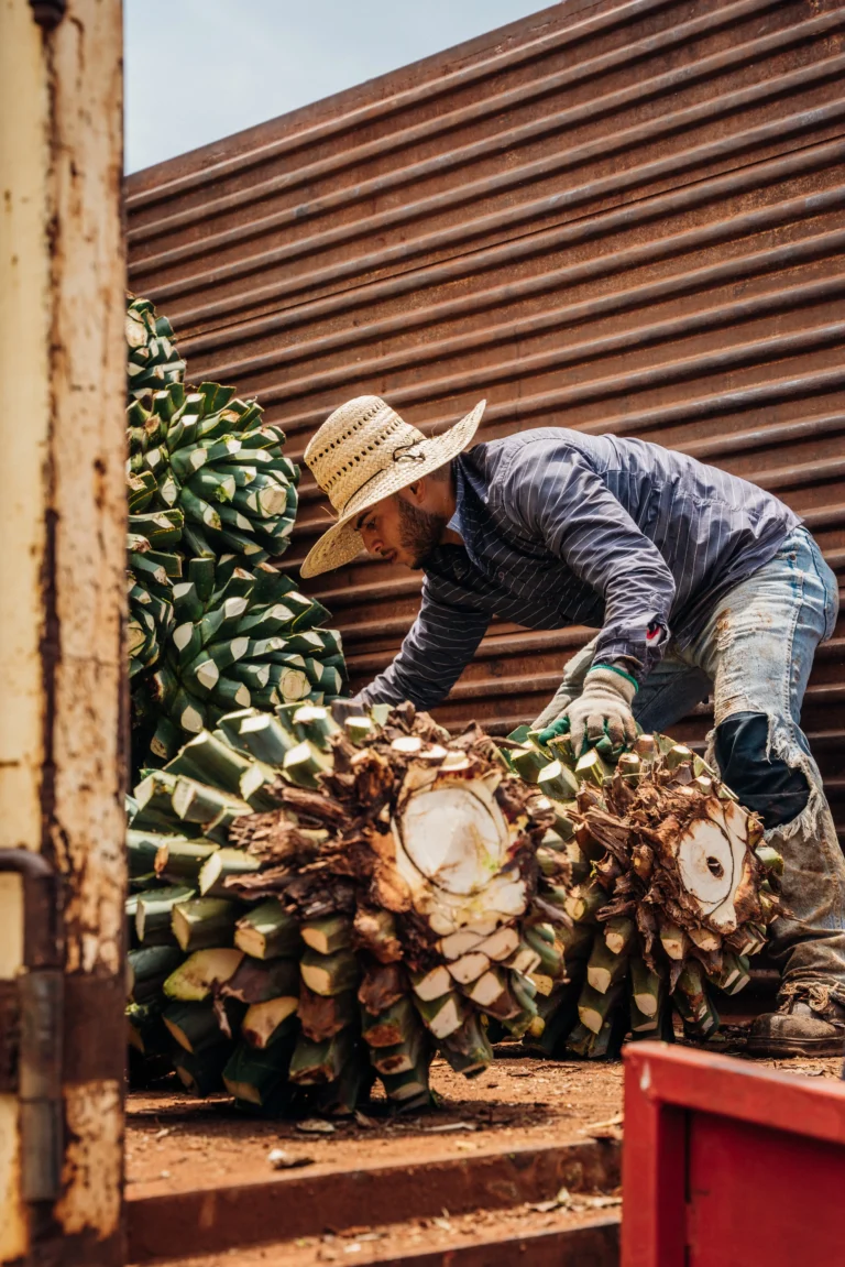 Jimador harvesting blue Weber agave in a field, the plant used to make agave syrup and tequila
