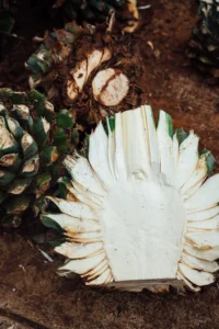 Freshly cut blue Weber agave viewed from above, showing the plant material used to make tequila
