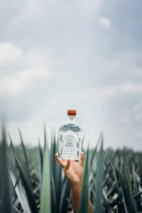 Frozen Pineapple Margarita Recipe and Ingredients 4 Casa México Blanco tequila bottle in front of a sunny blue agave field, the base spirit for a frozen pineapple margarita