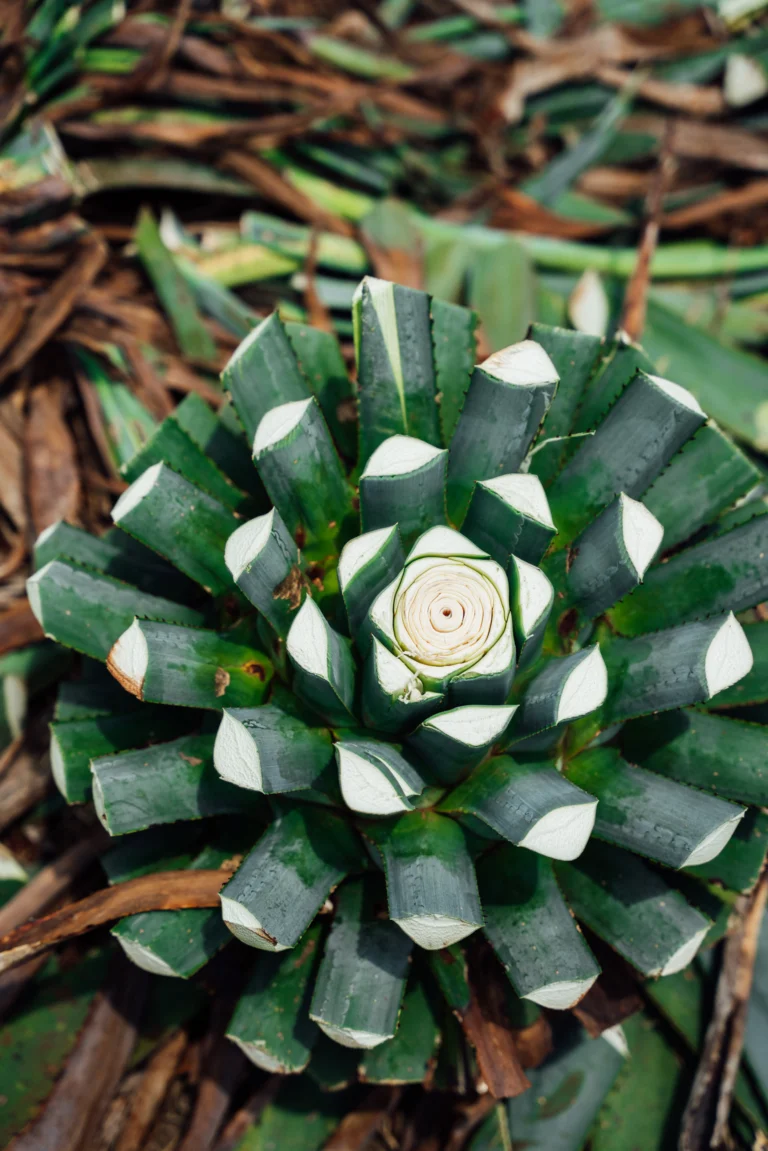 Cut blue Weber agave core showing the natural plant fibers and texture, a calm image for an article on cutting down on alcohol