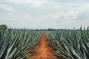 Casa México tequila bottle standing in a blue agave field, representing tequila as a distilled spirit containing ethanol