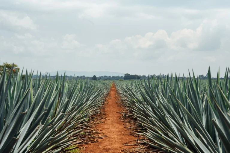 Casa México tequila bottle standing in a blue agave field, representing tequila as a distilled spirit containing ethanol