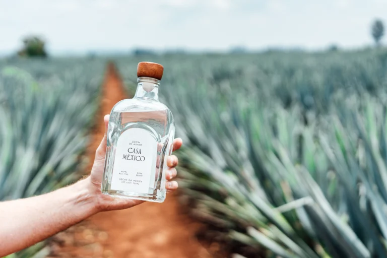 Casa México tequila bottle standing in a blue agave field, representing distilled liquor made from fermented agave