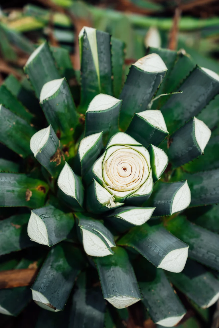 Freshly cut blue Weber agave piñas showing the sugar-rich core used for fermentation and tequila distillation